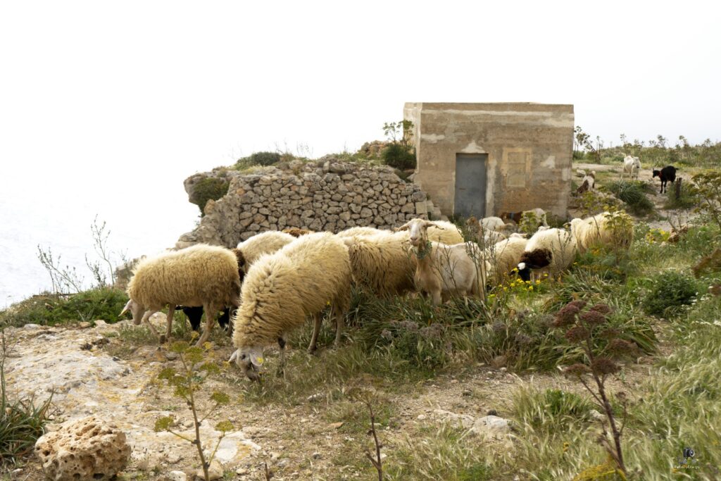 Sheeps (large)
