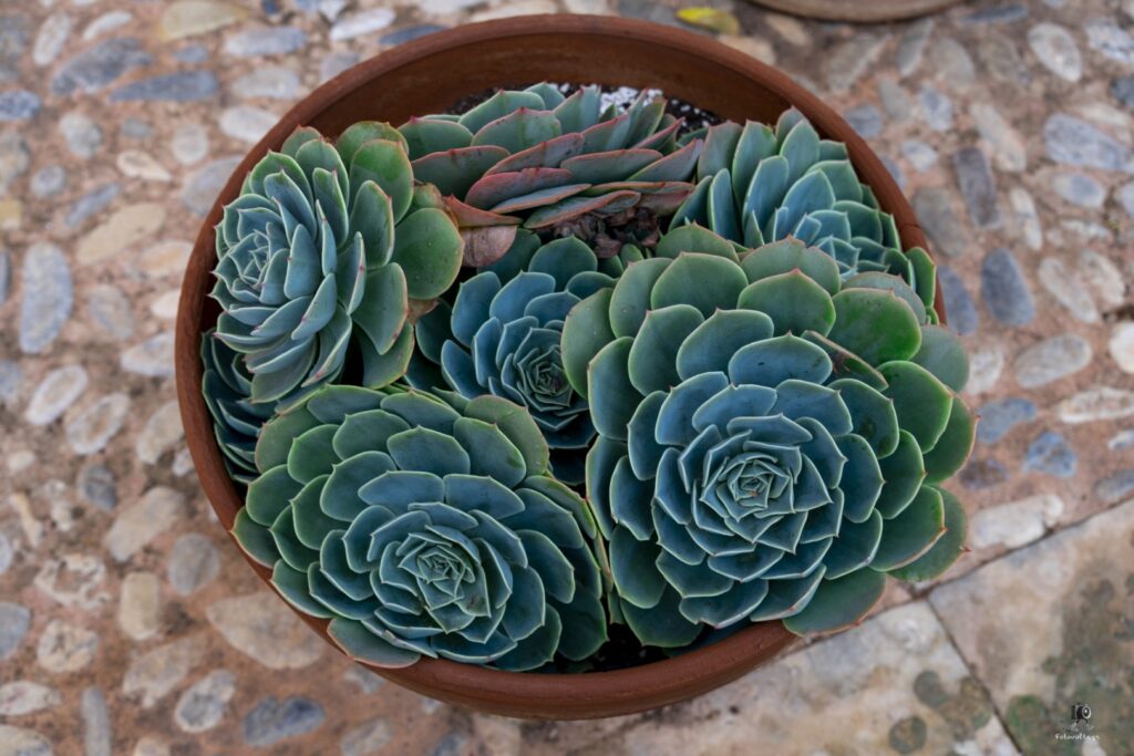 Dsc06793.jpg 11.me (large)