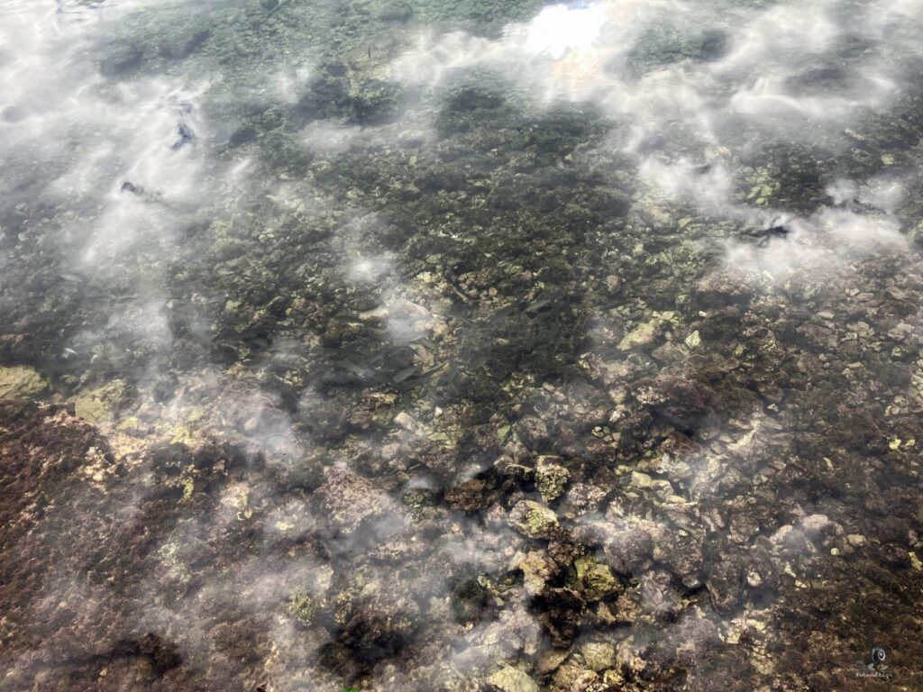 Img 2356.jpg 4.me (large)