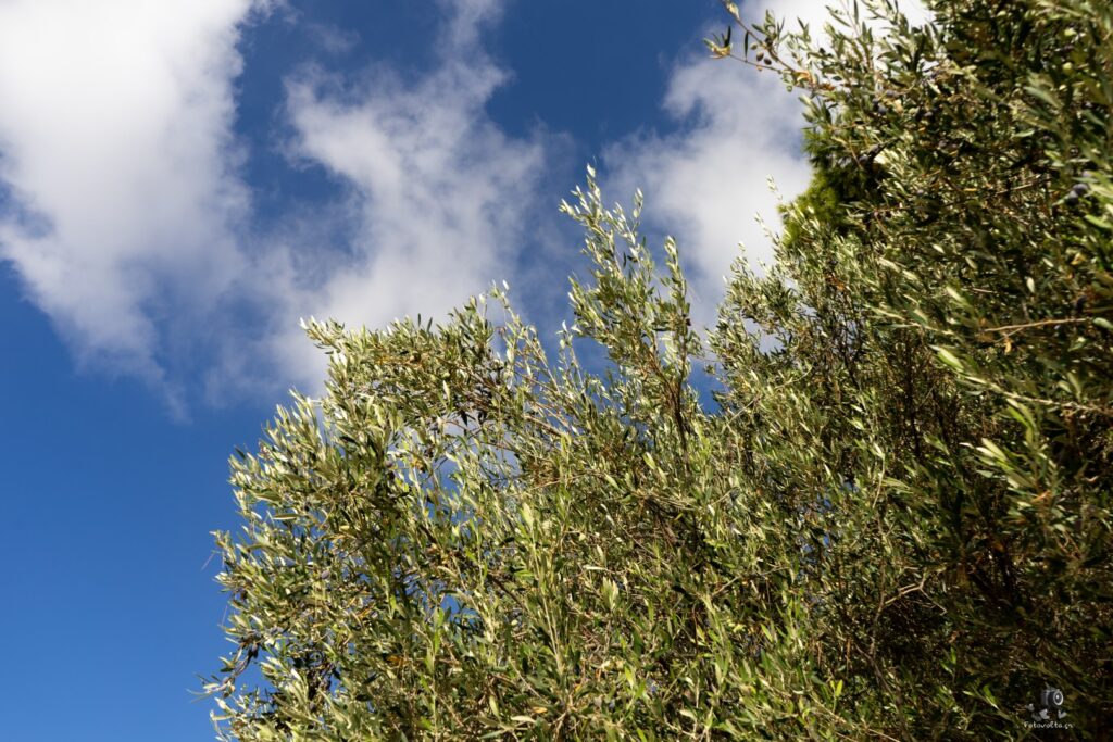 Dsc07096 copy20 (large)